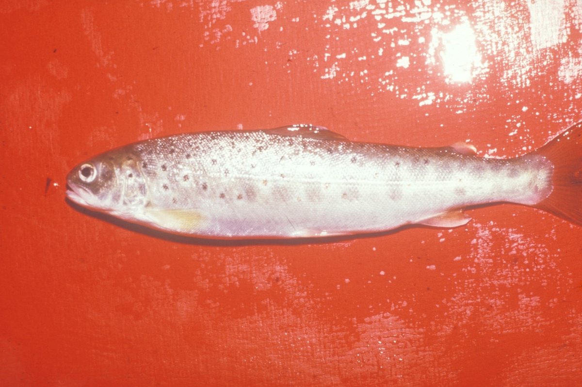 Sunndalsøra, 1979 : Nærbilde av en død fisk, akvaforsks forsøksanlegg ...