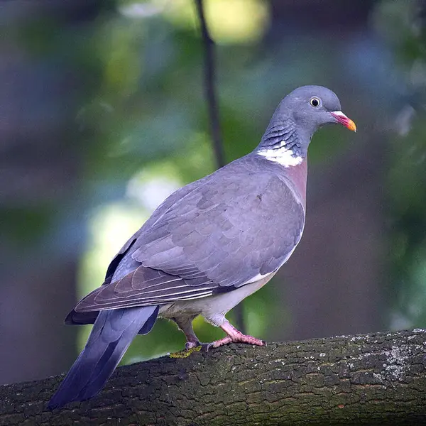 Foto av en ringdue som sitter på en gren