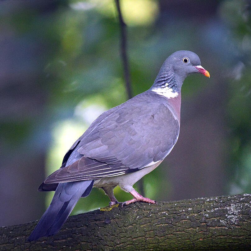 Foto av en ringdue som sitter på en gren