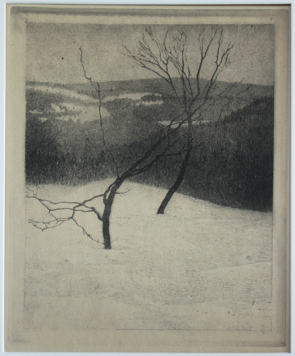 Träd i snö.