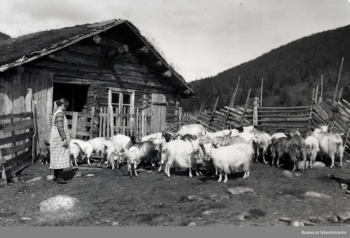 Seterdrift i Nore og Uvdal