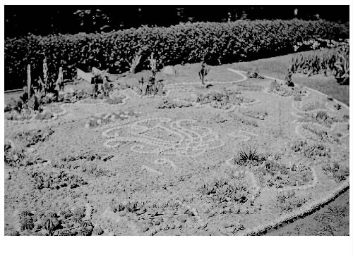 Kaktusplanteringen i Järnvägsparken 1951. Detta år formades kung Gustav VI Adolfs namnskiffer till det centrala mönstret. Han hade krönts till konung i oktober året innan. 
Karl Fredrik Olsson var redaktör (ca 1935-1965) på Hallandsposten så bilden har troligen ingått i en tidningsartikel.