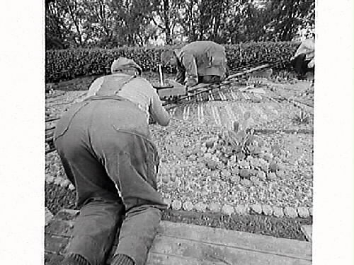 Tidningsartikel: "Kaktusplanteringen i Järnvägsparken". Fem bilder som visar olika moment vid planteringen av kaktusarna. Årets mönster var "Musiksommar" och stadsträdgårdsmästare vid tiden var Nils Gustavsson.
Bilderna är publicerade i Hallands Nyheter, 1969-06-03.