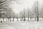 Skridskoåkning på skridskobana på Växjösjön. Vy från Södra Järnvägsgatan österut.