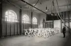 Gymnastikdirektör Nils Danckwardt leder en manlig gymnastiktrupp, 1915.
Trol. i Ringsbergsskolans gymnastiksal, Växjö.