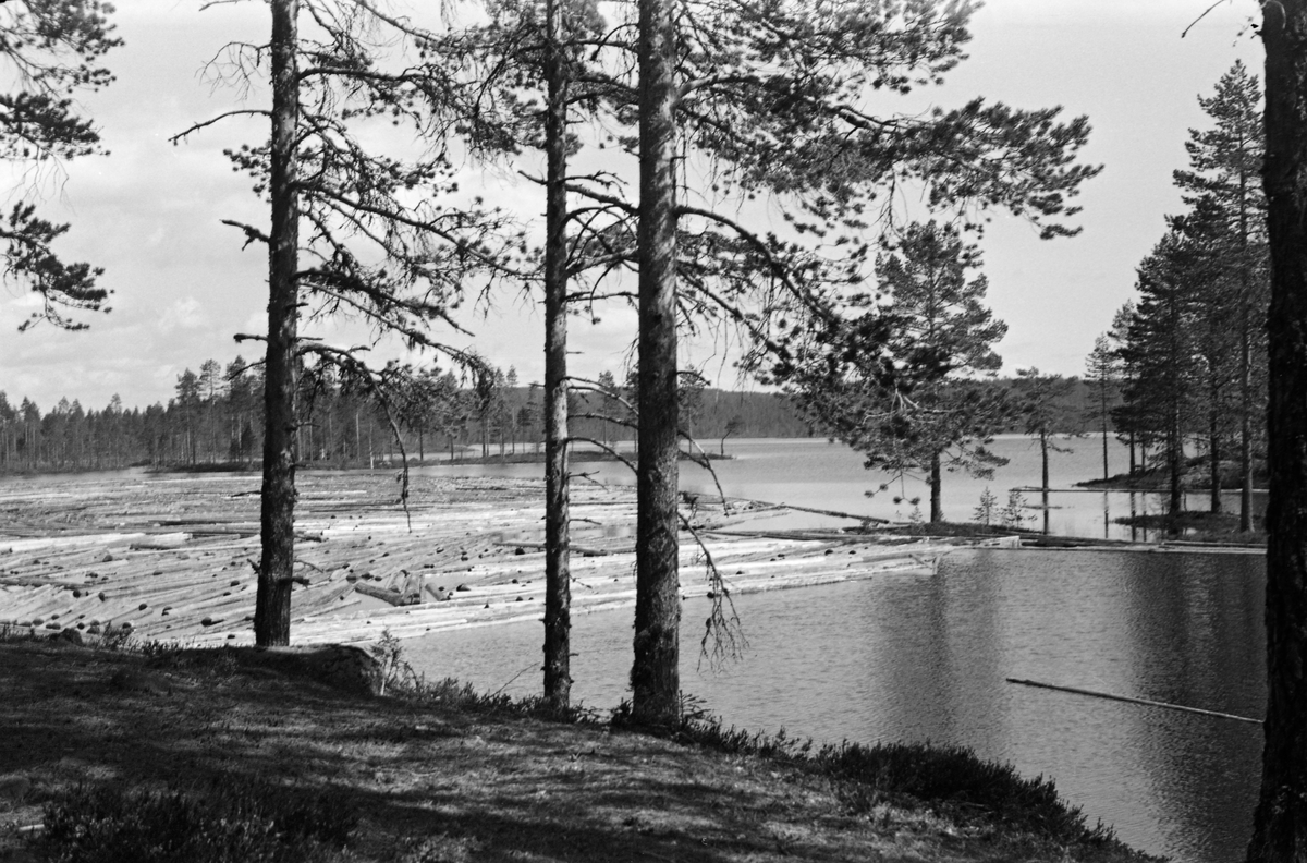 Tømmer ligger klar til tapping foran dammen ved Nøklevatnet i Nord-Odal, Hedmark.