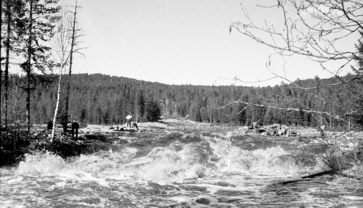 Fløtning forbi Holmen i elva Tannåa, Nord-Odal, Hedmark.. Første år etter elverforbedring.