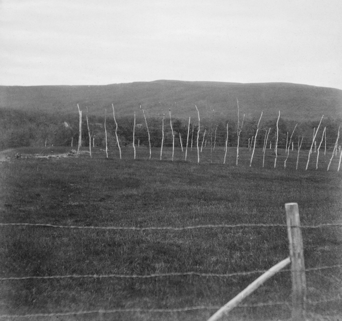 Engareal med skog i bakgrunnen. Fotografiet skal være fra Tana i Øst-Finnmark. Det er antakelig tatt fra en veg som var skilt fra det nevnte engaeralet ved hjelp av et piggtrådgjerne. Inne på enga sto det rekker av bjørkerajker med sdtåltrådstrenger på. antakelig hesjer, brukt til å tørke gras som skulle bli til høy, vinterfôr for buskapen. Det fotografen som har tatt fotografiet har vært opptatt av er imidlertid skogen i bakgrunnen. På kartotekkortet har han skrevet «Teigehugst. De lysere striper i bakgrunnen er hugne teiger. "Mellemteigene" er mørkere.» Akkurat dette er det vanskelig å skjelne på den bevarte versjonen av fotografiet, men bildeteksten vitner i hvert fall om forsøk med dette avvirkningsprinsippet.

Teighogst var tidlig på 1900-tallet den gjengse betegnelsen på det som seinere har vært kalt «snauhogst». I skogforvalter Agnar Barths «Skogbrukslære» (1905-utgaven) står det: «Ved denne Hugstform venter man, at Hugstfladens Besaaning skal besørges af den omkringstaaende Skog. Selve Hugstfladen blottes derfor samtidig for alle ældre Trær og ryddiggjøres tillige for enkeltvis forekommende yngre Stammer eller mulig opkommen spredt Eftervækst, da disse Træer paa Grund af siun frie Stilling alene vil komme til at vokse ud til grovkvistede, vidkronede, lidet nytbare Stammer.»