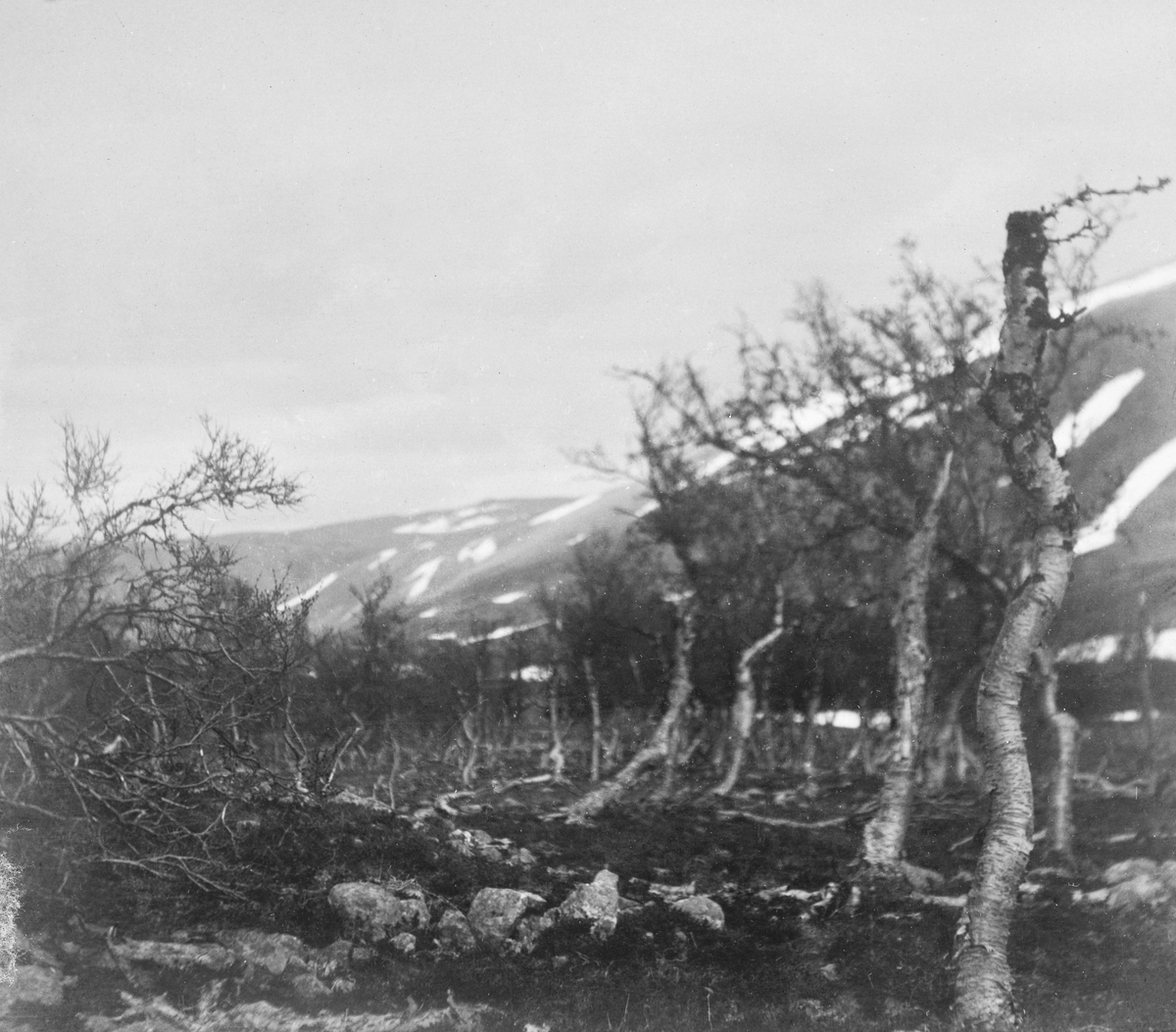 Bjørkeskog i Syltefjorddalen i Båtsfjord kommune i Finnmark. Fotografiet er tatt mot en morenerygg med grovkornet jordsmonn og en del stein. På bakkekammen vokser det bjørketrær som ser ut til å være preget av vindslit og snøtrykk. Dette fotografiet er tatt i vårsesongen, mens det fortsatt lå i de bratte liene i bakgrunnen. Under første verdenskrig konstaterte skogfunksjonærene i denne regionen at bjørkeskogene i Polmak, Karasjok, Sør-Varanger og Tana. I Nord-Varanger-området var gjenveksten dårligere. I Syltefjorddalen nevnes en isolert eldre bjørkeskog som skogfunksjonærene hadde bestemt seg for å frede. Dette fotografiet kan være fra det nevnte bestandet.