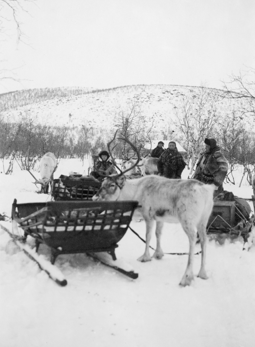 Sledekjøring med reinsdyr som trekkraft vinteren 1934. Bildet skal være tatt på et sted fotografen kalte Jesjokdalen, tett oppunder den øverste furuskogen i dette området. I forgrunnen ser vi en forholdsvis bred slede og et reinsdyr. I bakgrunnen skimter vi fire menn med sleder og reinsdyr, og bak dem et høydedrag med glissen bjørkeskog. Navnet Jesjokdalen gir ikke treff i Kartverkets stedsregister, så dette antas å være en fornorsket variant av et samisk navn.