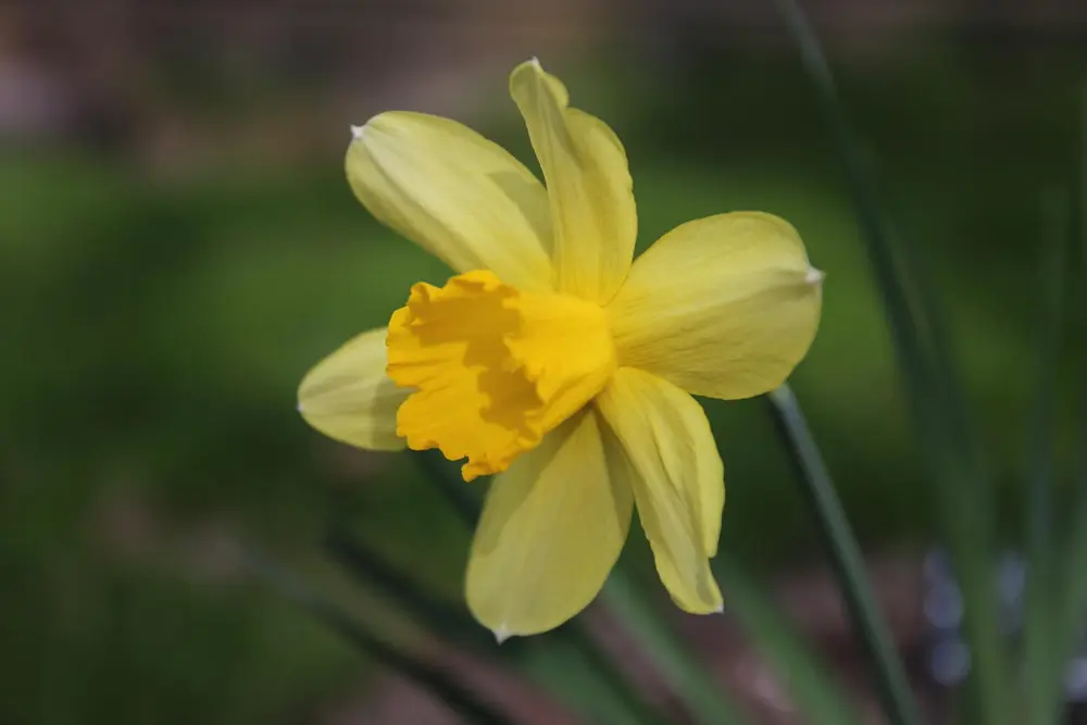 Narcissus 'Sir Watkin'