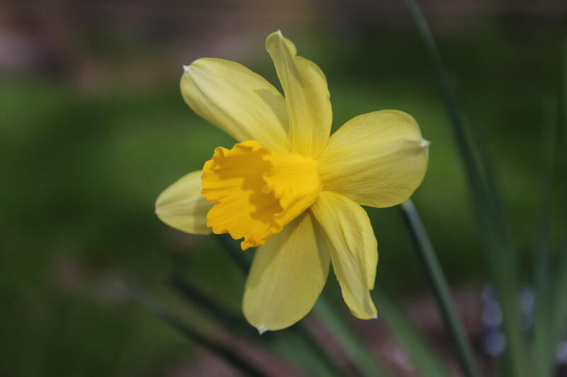 Narcissus 'Sir Watkin'