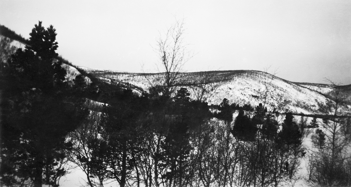 Vinterlandskap i Karasjok i Finnmark, fotografert i mars 1913. Fotografiet skal være tatt ovenfor et sted fotografern kalte Voullesnjarg, anslagsvis 5 kilometer fra Valjokholmen. Bildet viser et snødekt dalføre med bjørkeskog og spredte småfuruer. Ifølge ei innskrift på kartotekkortet dette fotografiet hadde i den statlige skogadministrasjonens arkiv var det ikke furu på dette stedet 60 år tidligere. Dette var altså et fotografi som, i skpgfunksjonærenes øyne, gav grunnlag for optimisme på barskogens vegne.