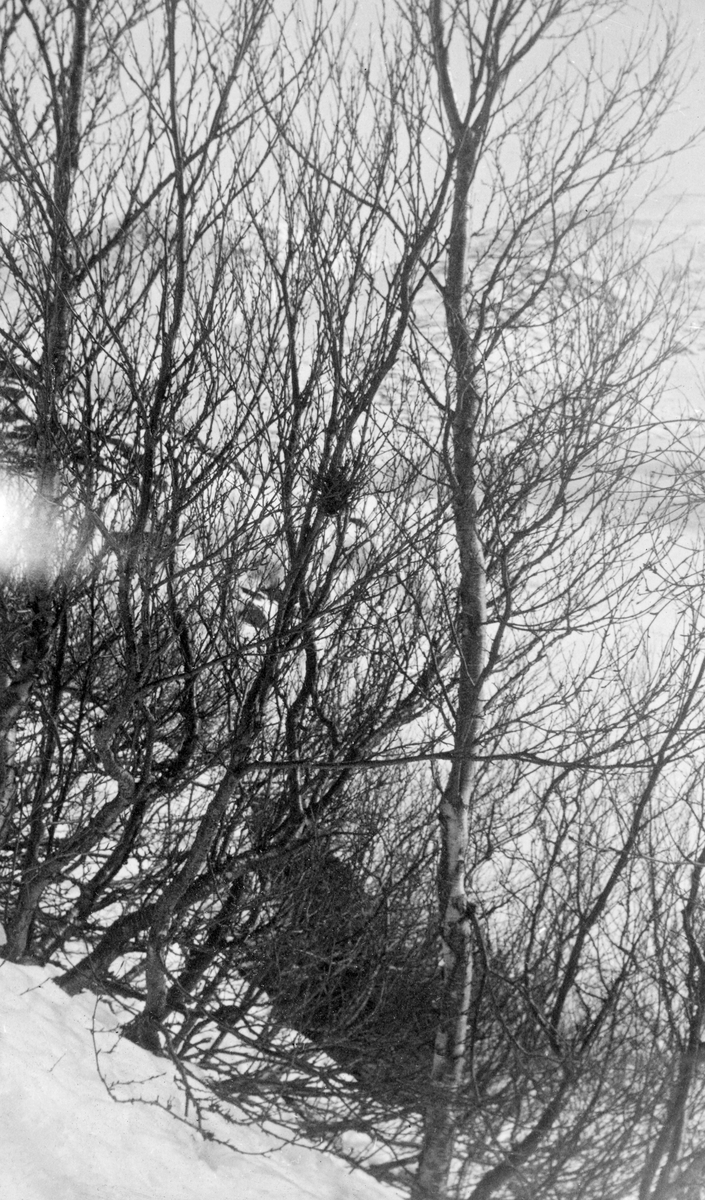 Snødekt li med krattskog av bjørk. Det bemerkelsesverdige ved denne skogen forklares i teksten på kartotekkortet fotografiet er opplimt på: «Fra Oksfjorddalen i Lebesby - Kjøllefjord - landets nordligste skogforekoms - 70 grader 57 min. n. b. Østvendt. Ca. 100 daa, ganske veksterlig, frodig ungskog, inntil 3" ved rot.» 

Bjørkeskogen i Øst-Finnmark var tidlig på 1900-tallet et fellesgode som befolkningen forsynte seg av for å ha ved som skulle holde boligene varme i vintersesongen og bruktes til varmebehandling av mat året rundt.  Det var om lag 1 000 husstander som benyttet seg av denne rettigheten. De statlige skogfunksjonærene forsøkte å regulere uttakene både med hensyn til hvor det ble hogd og hvor mye som ble tatt ut, men dette viste seg å være en vanskelig oppgave. I 1913 skrev skogforvalteren i regionen følgende:

«Hvad bjerkeskogene angaar, anviser de saakaldte almengældende regler fremgangsmaaten under de forskjellige forhold; men det har altid været en evig krig mellem befolkningen og skogvæsenets folk om, hvad disse skoger kand og maa taale, desværre er seiren paa befolkningens side, det viser alle de snauhogde lier fra fjære til fjeld. Men skylden er skogvæsenets!

Men Finmarksbjerken er et villig træslag; gang paa gang har den trodset den uvorneste hugst, saa den forekommer i frodig gjenvækst paa flere stæder, hvor den har været borthugget helt.»

Det er grunn til å anta at forekomsten på bildet, fordi den ble ansett for å være den aller nordligste, ble forsøkt skjermet mot lokalbefolkningens vedhogst.