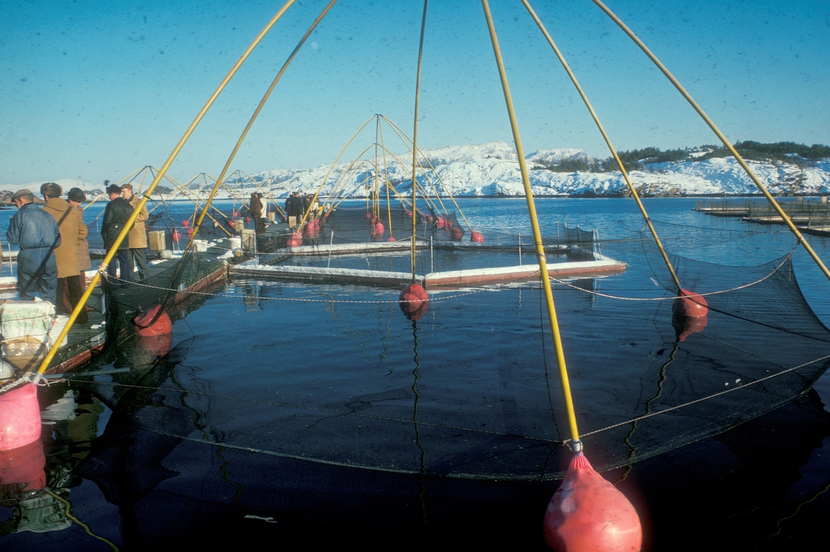 Averøy : Akvaforsks forsøksanlegg, en gruppe på befaring. De spesielle merdene med glassfiberstenger ble kalt "Skrettingmerder".