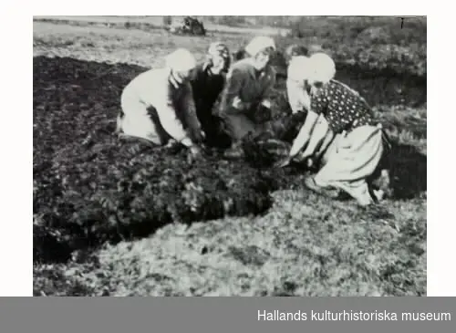 Torvupptagning på Nycklamossen av folk från Svennagård i början av 1930-talet. Männen bearbetade mossen så att den går att forma till torv. Särskilda skottkärror användes. Allt arbete skedde för hand. Flickorna formade massan till torvor som lades på gräsbacke för torkning. Det var JUF:s medlemmar (Jordbrukare Ungdomens Förbund) som på detta sätt fick ett litet tillskott till sin kassa. Arbetet pågick in halv dag och mossägaren skulle bjuda deltagarna på eftermiddagskaffe, se bild 2. Det är herr och fru Wallered som står för värdskapet.