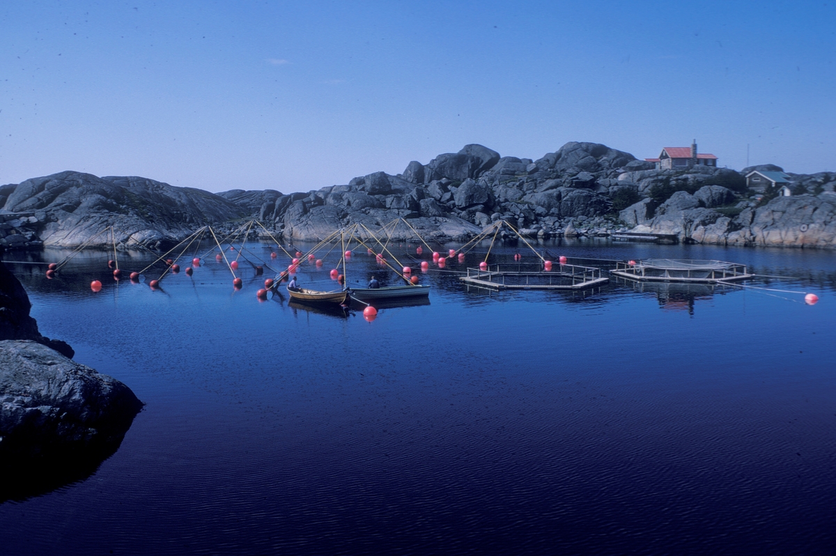 Motiv fra Skretting AS sitt forsøksanlegg på Holmane ved Sirevåg på Jæren. Den spesielle merdetypen ble kalt "Skrettingmerder". De skulle være så lette og billige som mulig, men ble ingen suksess. De ga ikke nota den samme beskyttelsen som en omsluttende ring.