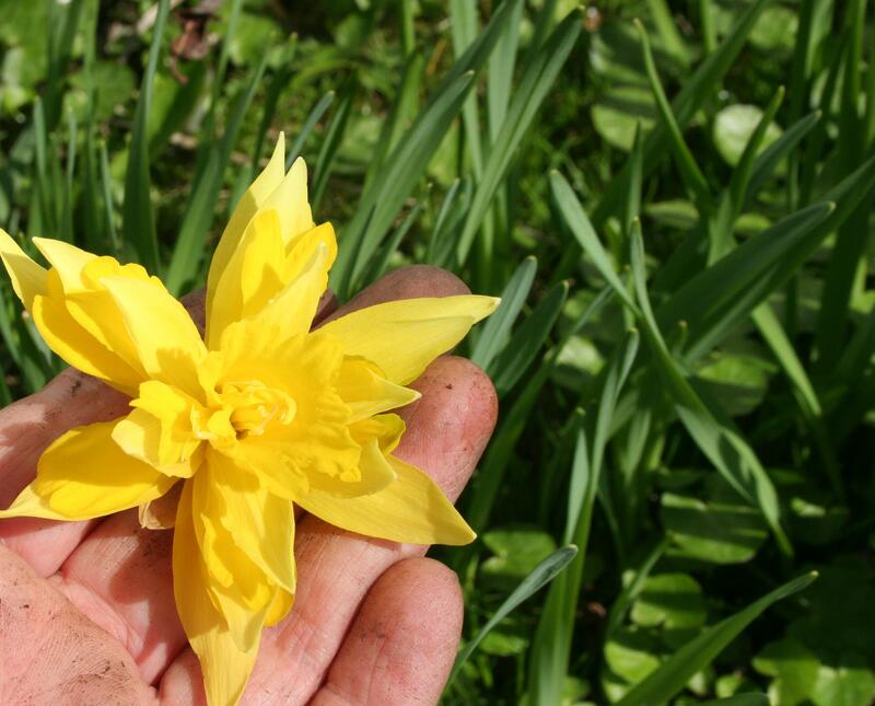 GH 2017 02 Narcissus 'Telamonius Plenus'/'Van Sion'