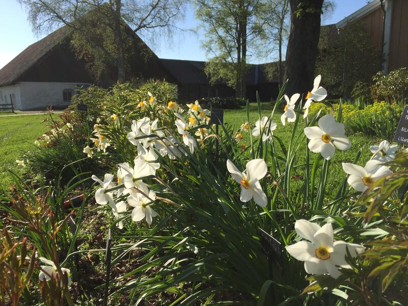 GH 2015 06 Narcissus 'Actaea'