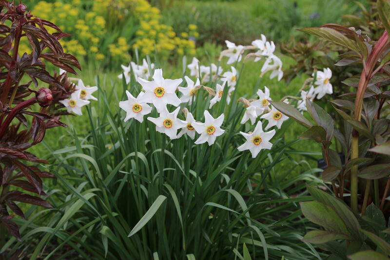 Narcissus GH 2011 07 Narcissus poeticus var. recurvus
