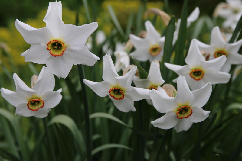 Narcissus GH 2011 07 Narcissus poeticus var. recurvus