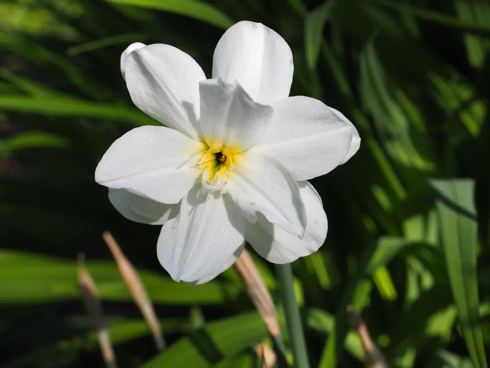 Narcissus GH 1997 04 'Tamar Double White'
