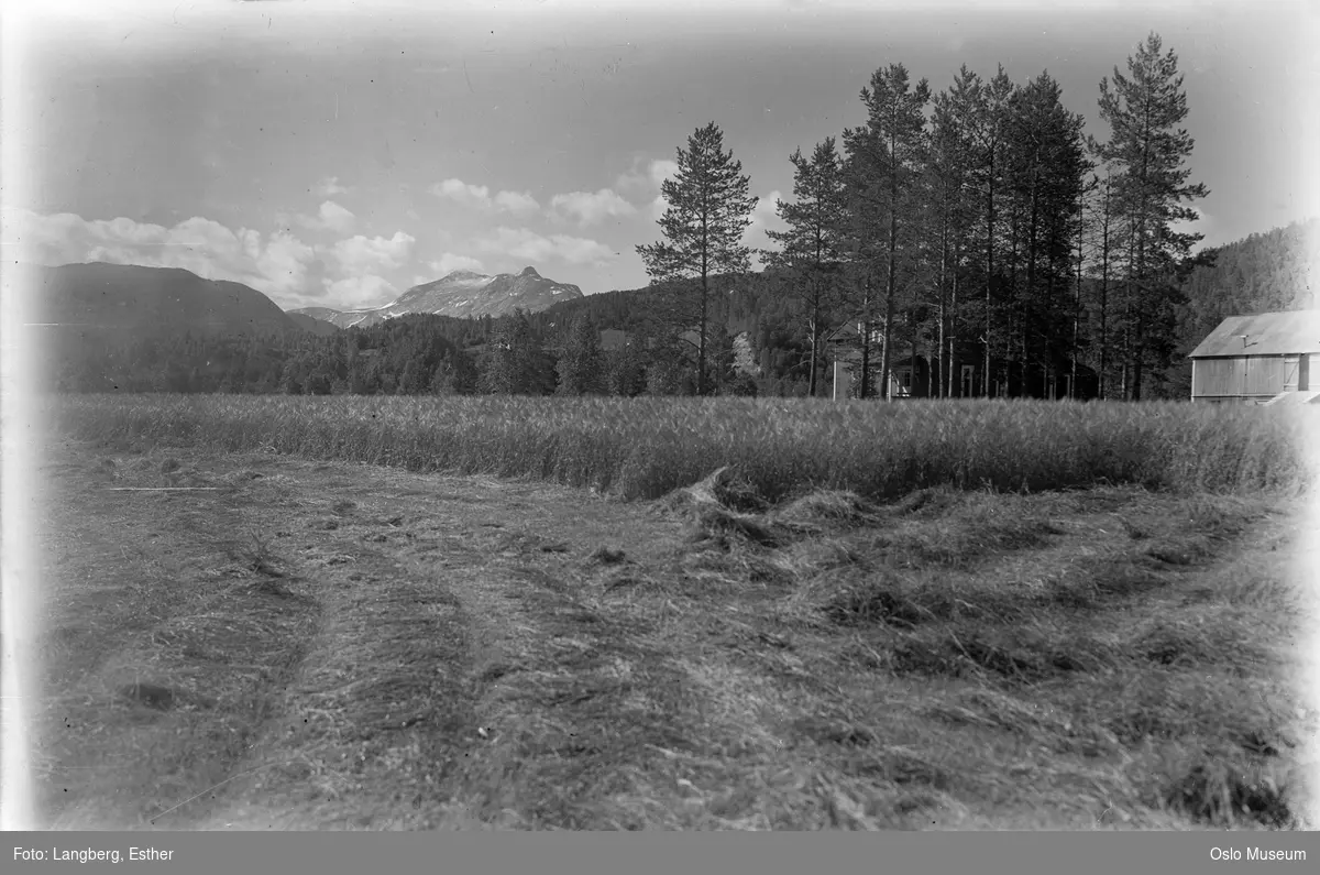 gård, slåttemark, skog