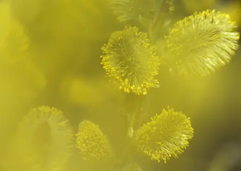 Selje – påsketreet