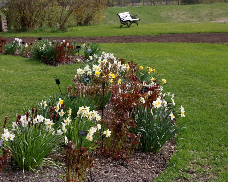 Narsisser 7. mai 2020