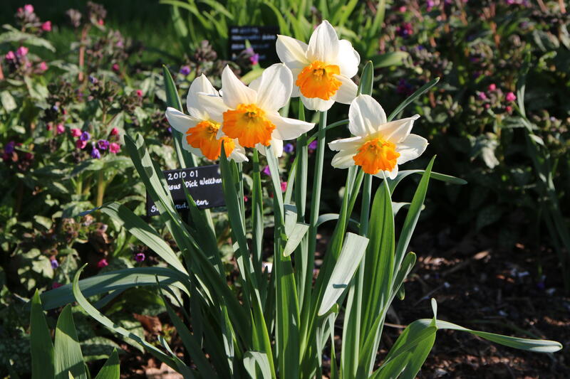 Narcissus 'Dick Wellband'