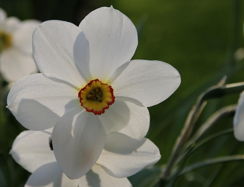 GH 2015 06 Narcissus 'Actaea'