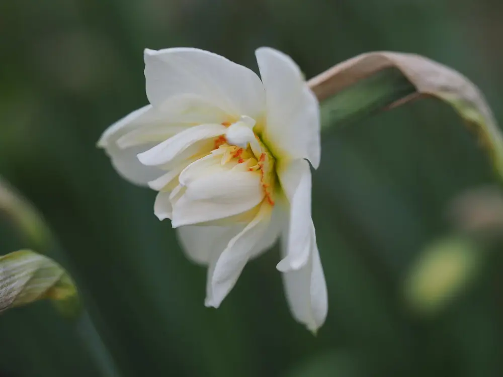 GH 2008 29 Narcissus poeticus 'Plenus'