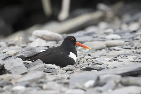 Foto av en tjeld som sitter i en steinrøys
