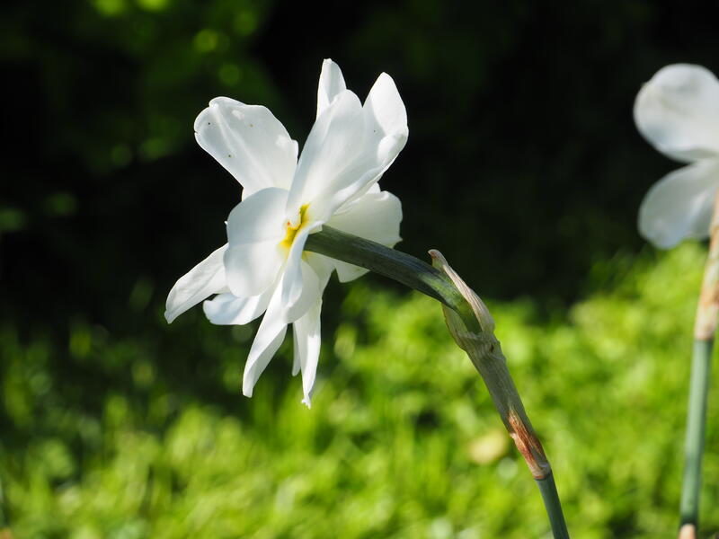 GH 1997 04 Narcissus 'Tamar Double White'