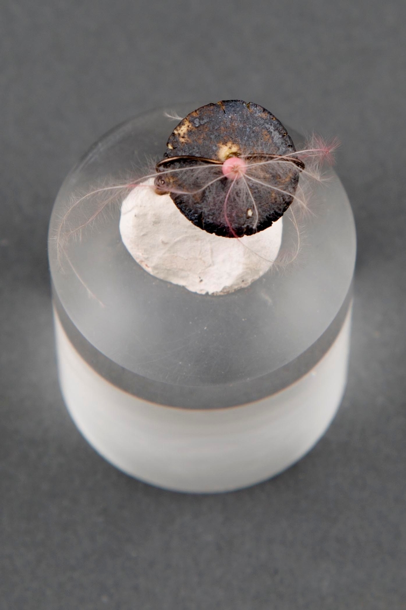 Ringen er bygget opp av tvunnet sølvtråd og er uregelmessig i formen. Ringen er festet i en porselensklump, som så igjen er festet til en syllindrisk plexi-sokkel. Ringen har en tykk, flat plate. På denne er det festet en rosa glassperle der det stikker ut et knippe tynne, rosa fjær.