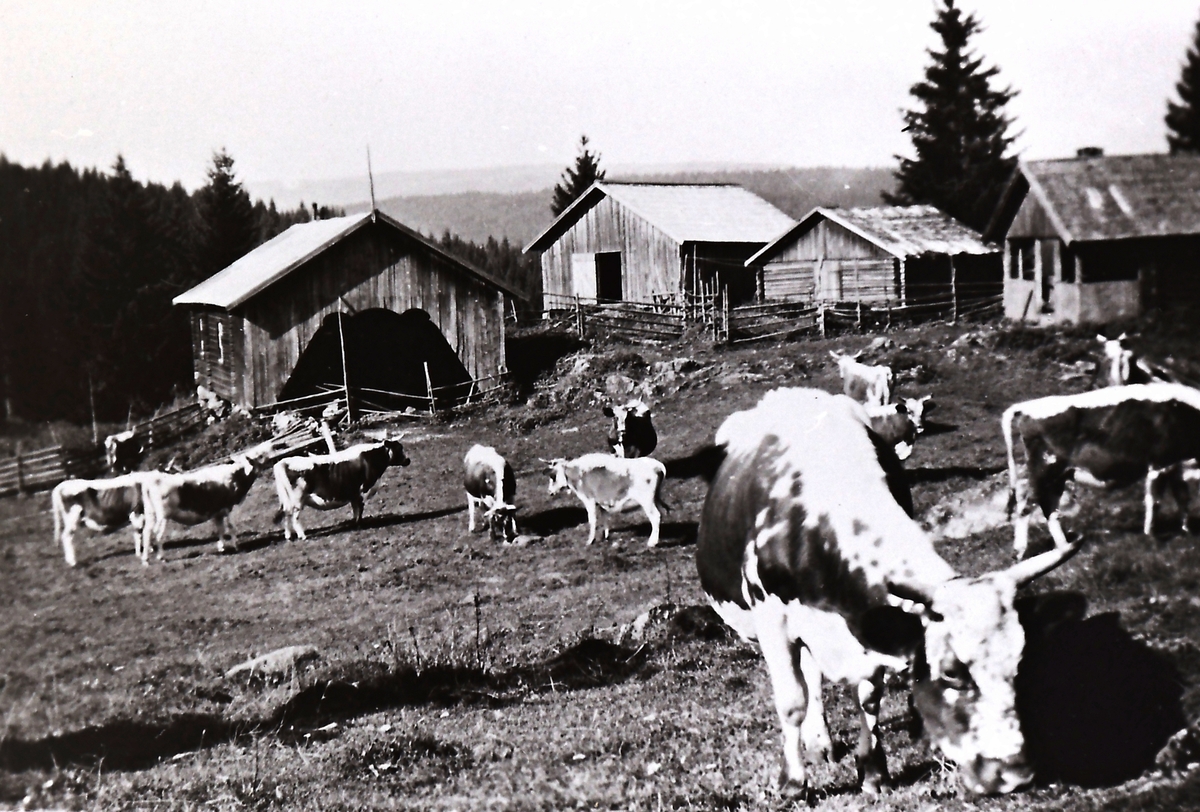 Stullen til Hoen seter. Seterbu og fjøst tilhørende Rogstad G,nr 90 b.nr 1-2 og fjøs til b.nr 3.