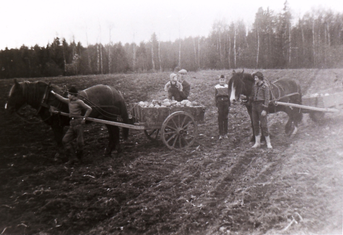 Kålrotkjøring. Olav Volldal, f.1950, Arnfinn Tveita, f.1961, Kristian Tveita, f.1915, Ragnvald Tveita, f.1950, Elbjørg Volldal