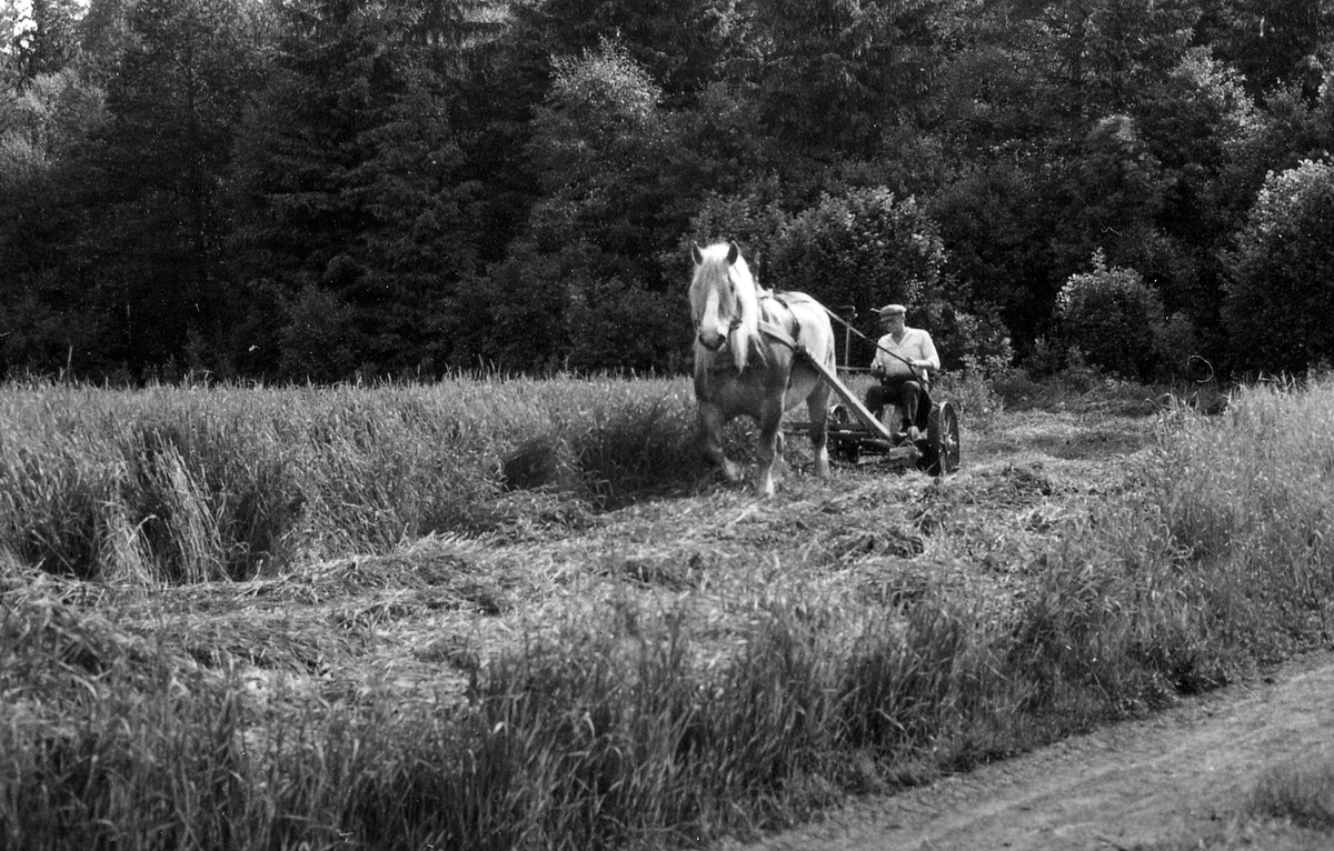 Södra Unnaryds sn. Hässlehult.
Gustav Svensson, kör med hästdragen slåttermaskin. Maskinen inköpt ca 1943. Det är hästens vinterfoder som skördas 21 juni 1983.