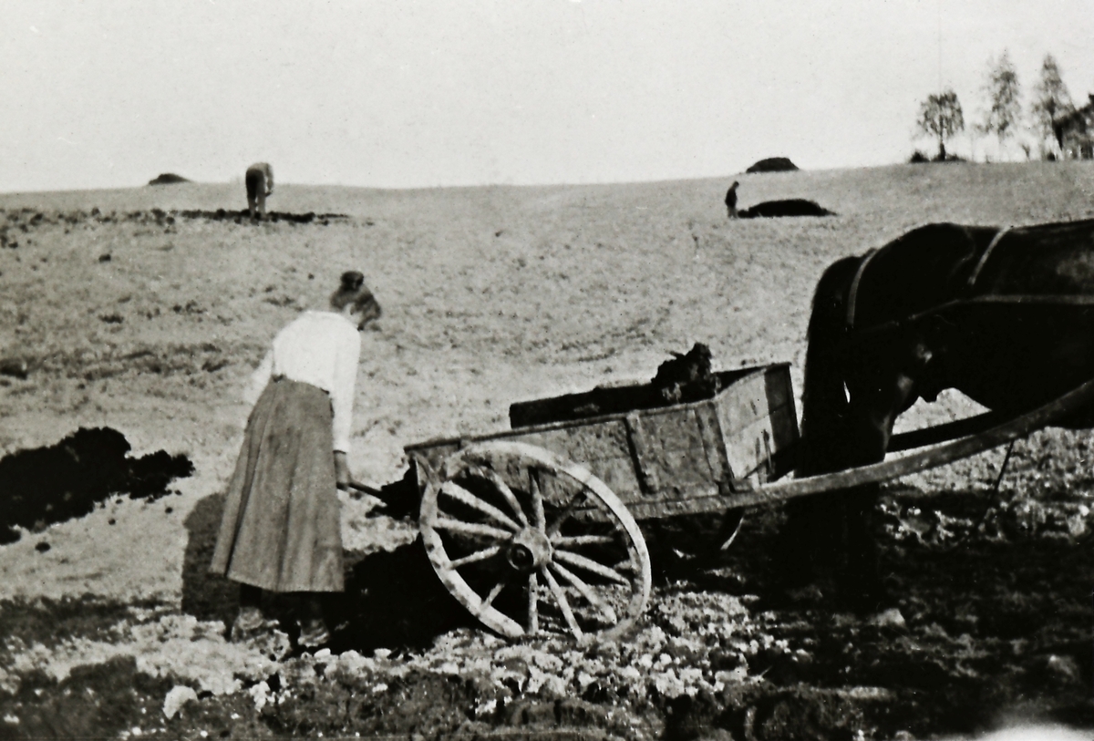 Møkkakjøring. Tjenestejenta på Kløvstad, Klara Mathilde Hære, f.1901 i Skotselv.