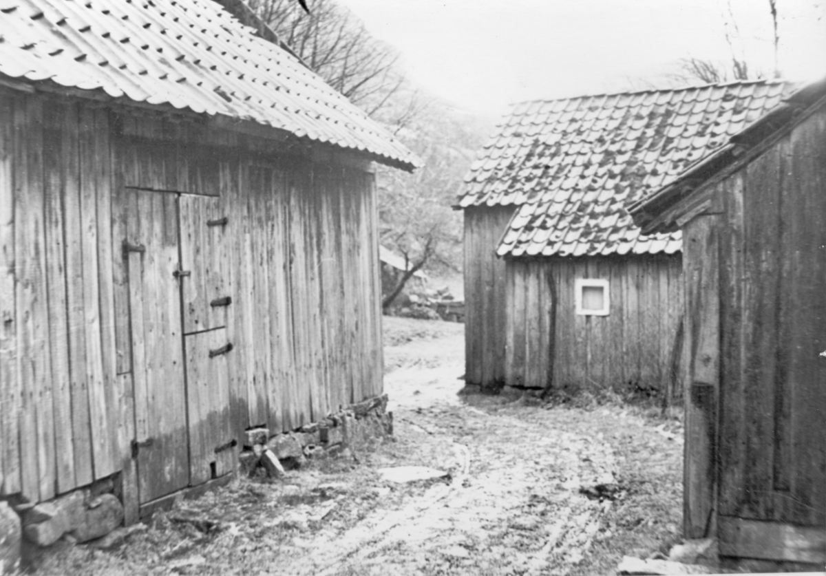 Røyrmyr på Lindtjøn i Ogna, ca. 1950.