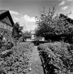 Nygatan 5B, trädgården. Från NM:s byggnadsinventering 1957.
