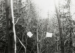 Skog på Nyhus i Bø