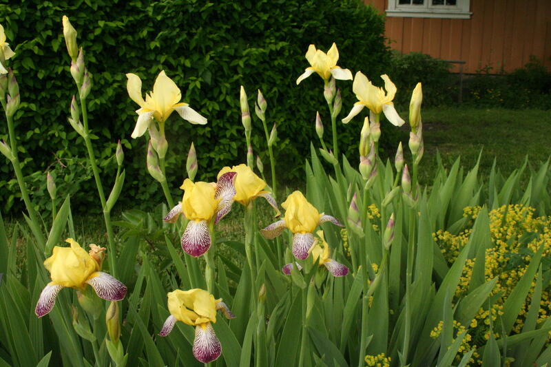 Iris 'Gracchus' foran og Iris 'Flavescens' bak