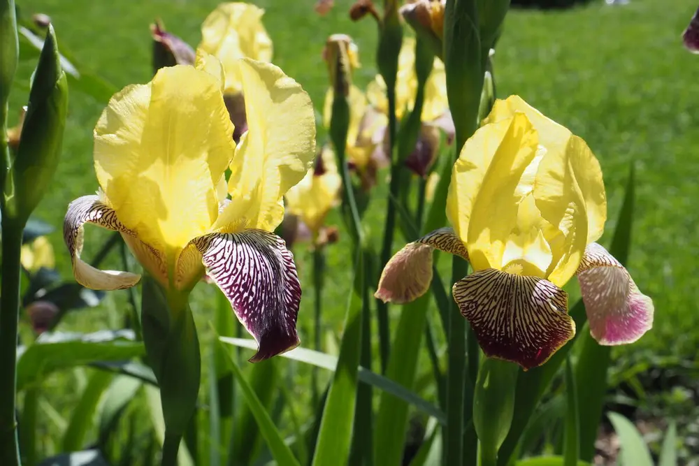GH 2006 08 Iris 'Gajus'
