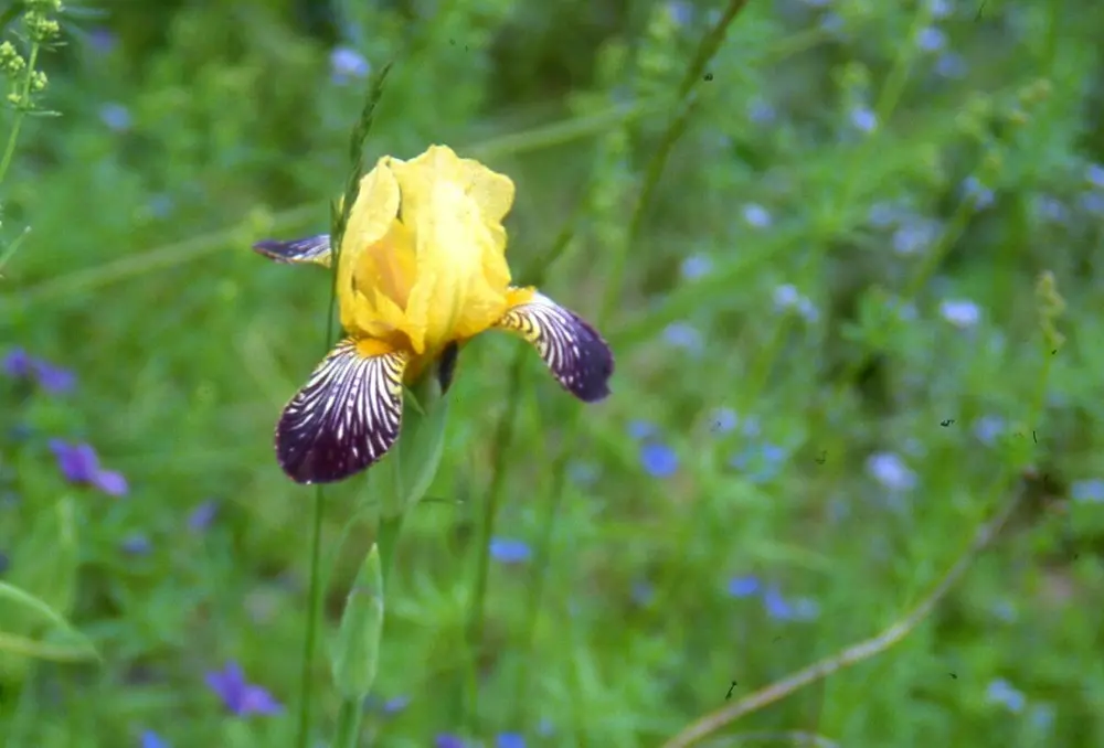 GH 2011 05 Gammel hageiris fra Ask Ringerike