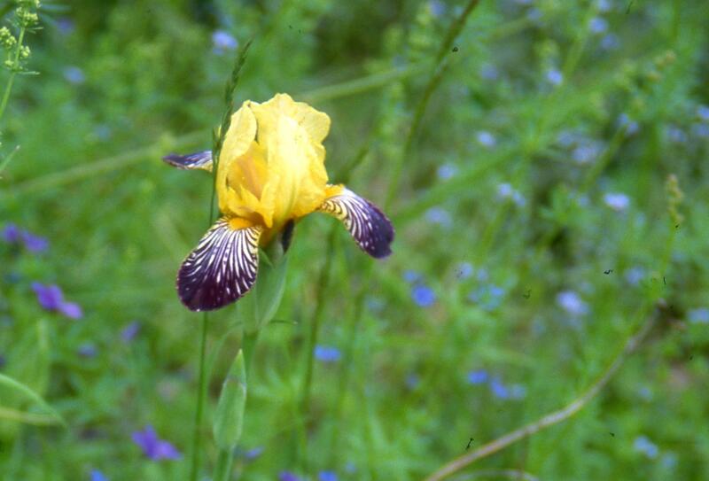GH 2011 05 Gammel hageiris fra Ask Ringerike