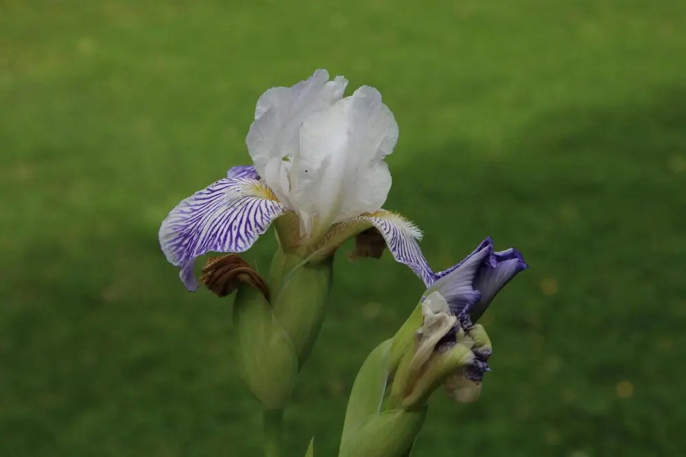 GH 2015 08 Hageiris fra Hovelsrud