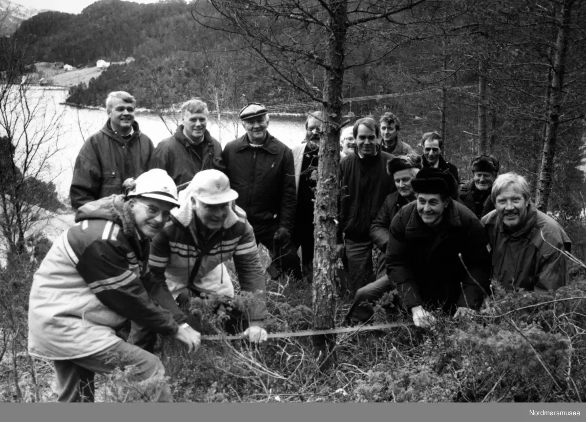 KRIFAST åpnet for trafikk 20.8.1992. Her felles den første furua i vegtraseen på Straumsneset, 30. oktober 1988. Foran: til venstre Statens vegvesens driftssjef Paul Bølset. Til høyre Knut Baardset. 2. rekke til venstre:  Hallvard Husby.          Til høyre for furua: Iver Nordseth.


-	Bygginga av ett av Norgeshistoriens mest kompliserte samferdselsprosjekter
      gikk raskere og billigere enn forventet
-	Nedbetaling over 17 år, mot opprinnelig planlagt 31 år
-	Anlegget har vært i full heldøgns drift siden åpning; det har nesten aldri vært driftsstans-	
-	Heldøgns veiforbindelse gir en helt annen livskvalitet
-	Kristiansund er revitalisert som region- og handelssenter
-	Uten KRIFAST ville ikke Kristiansund ha vært en oljeby

Bildet er fra avisa Tidens Krav sitt arkiv i tidsrommet 1970-1994. Nå i Nordmøre museums fotosamling.