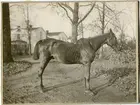 Den sista skvadronhingsten å kungl.andra livgrenadjärregementet.
Den fanns slutligen på Medhamra gård nära Vadstena efter 1928.