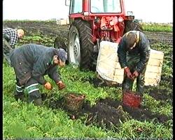 Matproduksjon Jæren 2000-2001